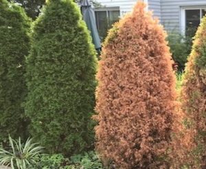 arborviate